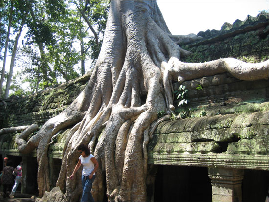 Ta Prohm temple 을 휘감은 Banyan tree 